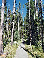 Path through the woods