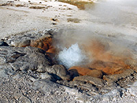 Shell Geyser