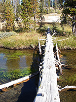 Tree across Shoshone Creek