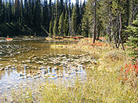 Pond in the woods