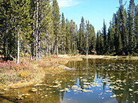 Lilies on the pond