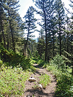 Forest near Snow Pass