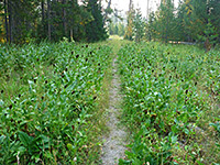 Coneflowers along the path