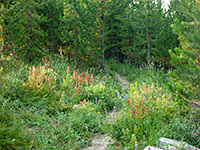 Flowers beside the path