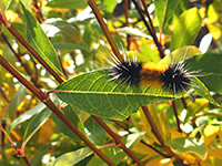 Spotted tussock caterpillar