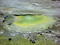 Lime-green pool