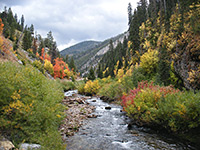 Bushes along Swift Creek