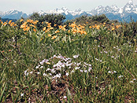 Phlox and mule's ears