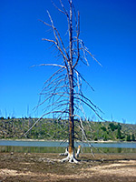 Dead tree