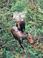 Two moose