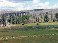 Bison, north of Upper Basin