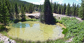 Fern-lined pool