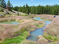 Grassy pools