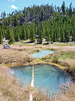 Tree in a pool