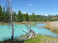 Dead trees by a pool