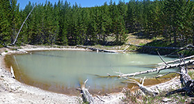 Pool in thick woodland