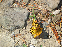 Variegated fritillary