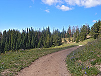 Trail past a meadow