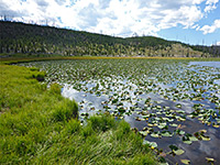 Water lilies on Wolf Lake