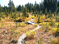 Bushes along the trail