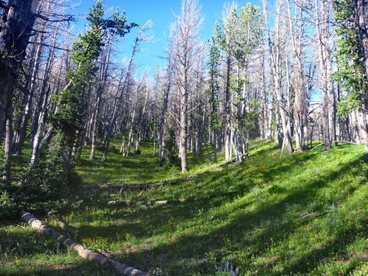 Grassy slope beside the Avalanche Peak Trail