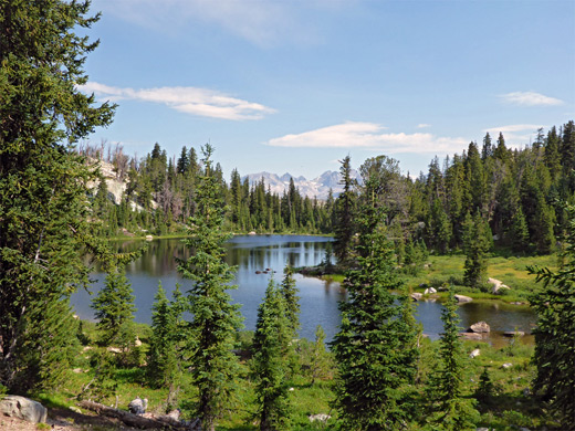 Trees on the west side of Barbara Lake