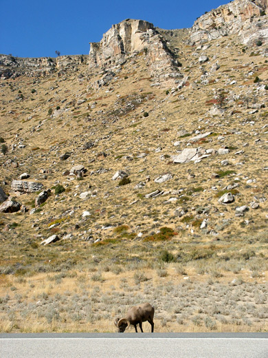 Bighorn sheep, Sinks Canyon