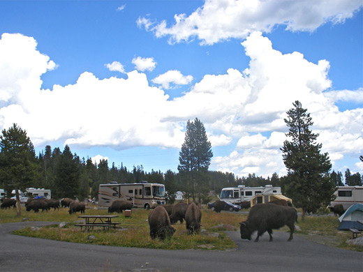 Bison walking through Bridge Bay Campground