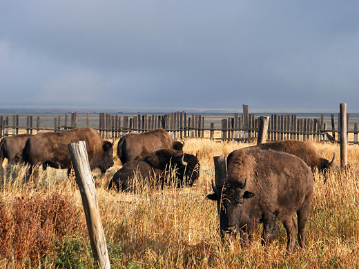 Bison