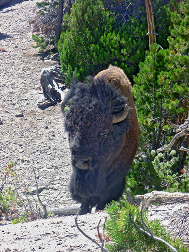 Bison in the woods