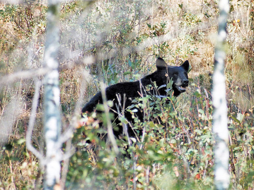 Black bear