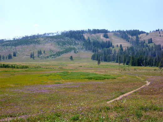 Purple aster flowers in the meadow east of Cascade Lake