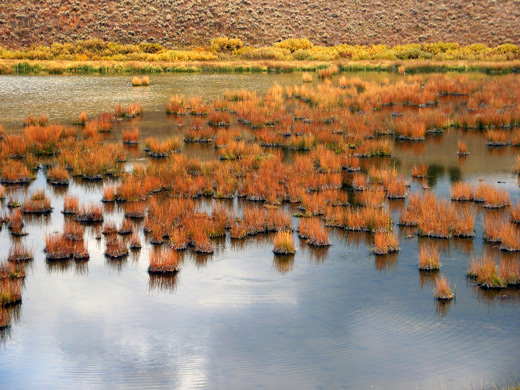 Christian Pond - reflections