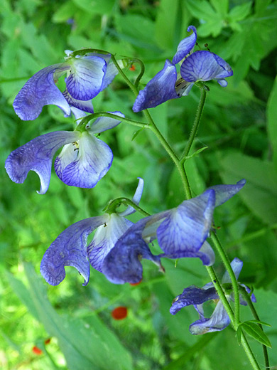 Columbian monkshood