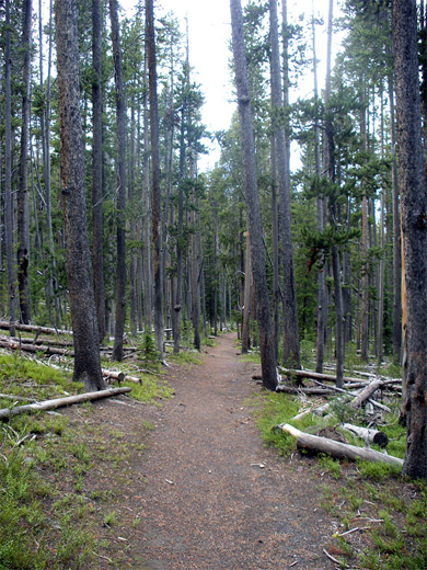Straight section of the Divide Lookout Trail
