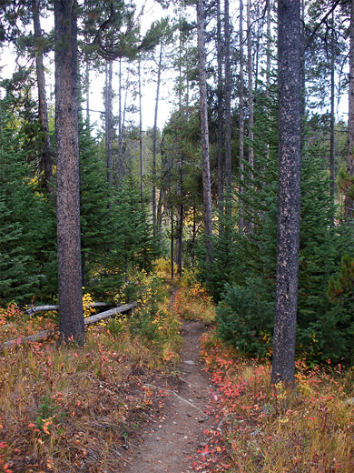 The path to Emma Matilda Lake