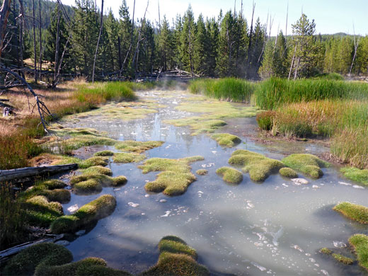 Mossy pool