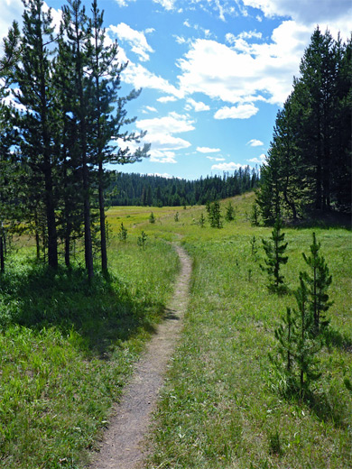 Meadow neear the start of the Wolf Lake Trail