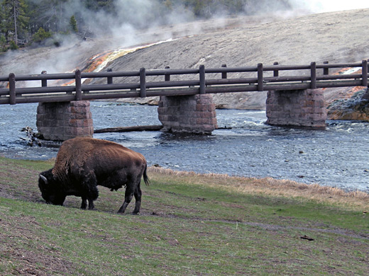 Bison beside the Firehole River