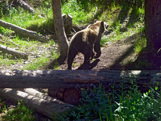 Grizzly bear near the trailhead