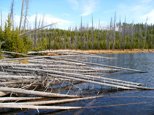 Trees in the water of Ice Lake