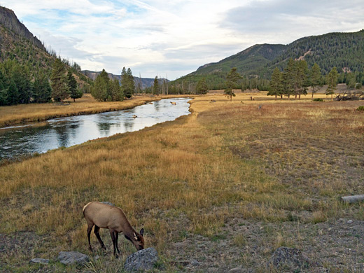 Elk near Madison