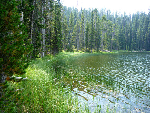 Grass beside Mallard Lake