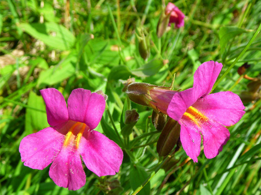 Lewis monkeyflowers