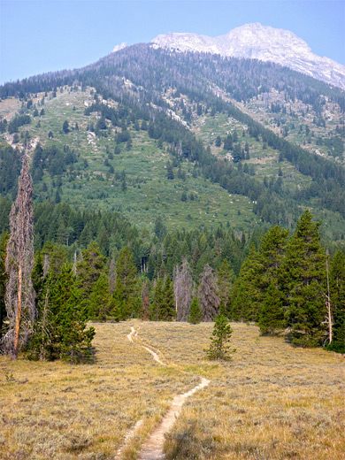 Path across a meadow