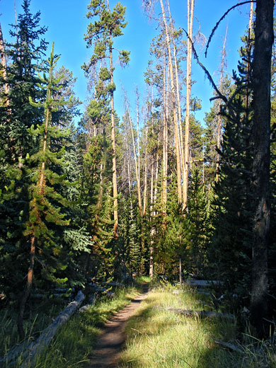 Tree-lined path