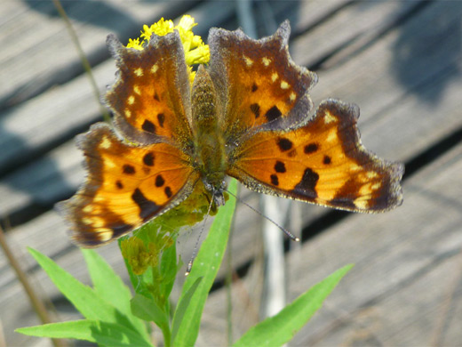 Hoary comma butterfly, on a goldenrod flower
