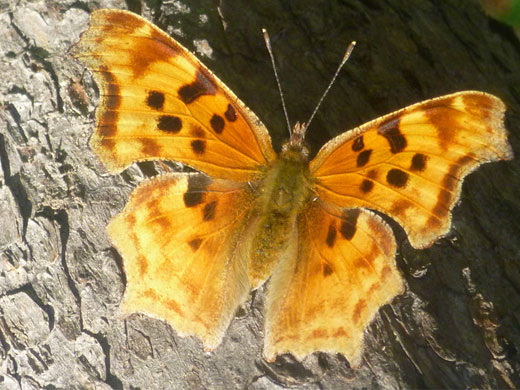 Satyr comma