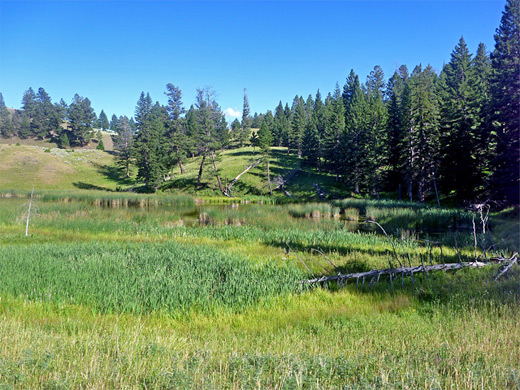 Marshy ground next to one of the Beaver Ponds