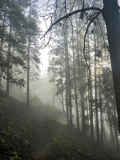 Misty forest, early in the morning